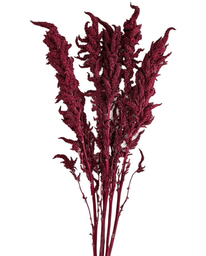 Amaranthus Upright Red Tropical Flower (Fresh Cut) By Magic Flowers