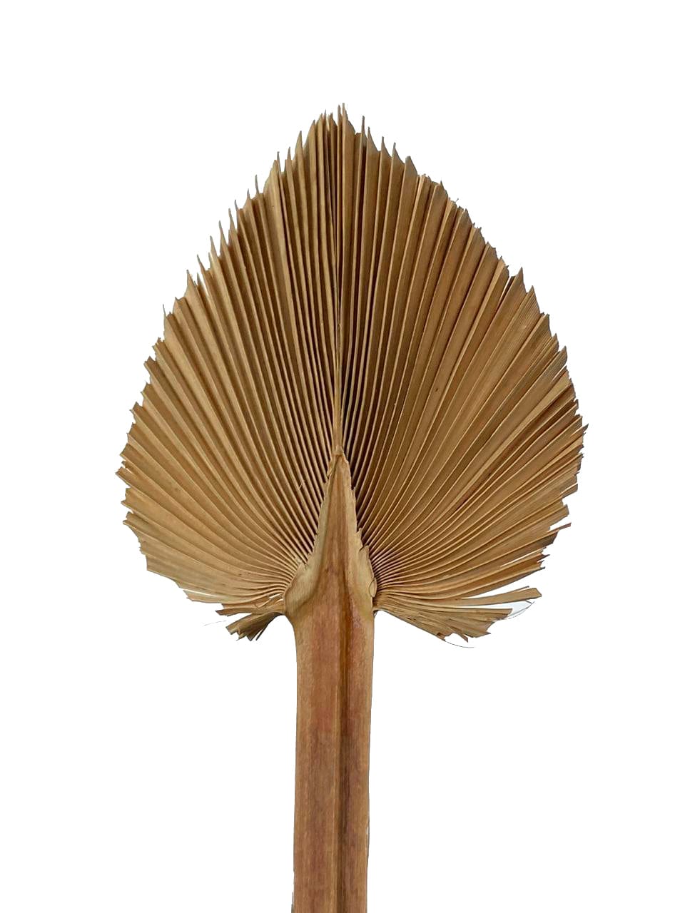 Spear Palm Natural