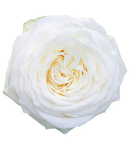 Candelight White Wedding Garden Rose