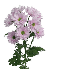 Light Pink Daisy Pompom Flower