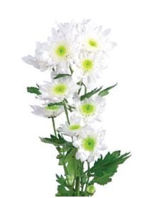 White Novelty Pompom Flower