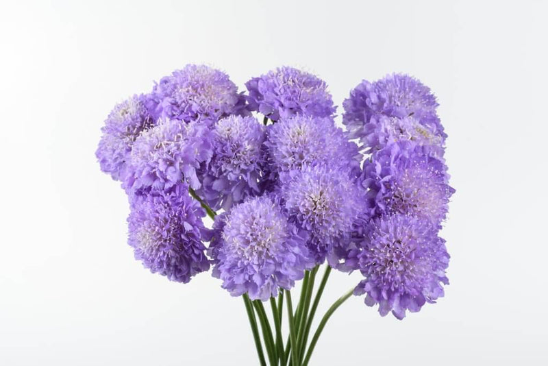 Buy Online High quality and Fresh Focal Scabiosa Lavender - Greenchoice Flowers