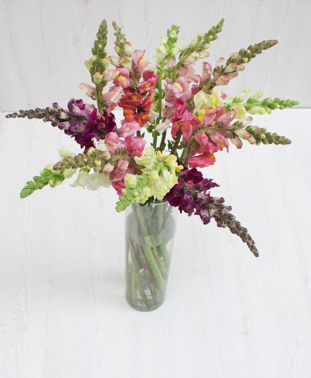 Buy Online High quality and Fresh Assorted Snapdragon - Greenchoice Flowers