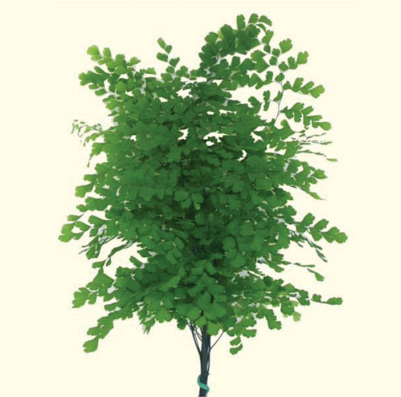 Tree Fern Garland