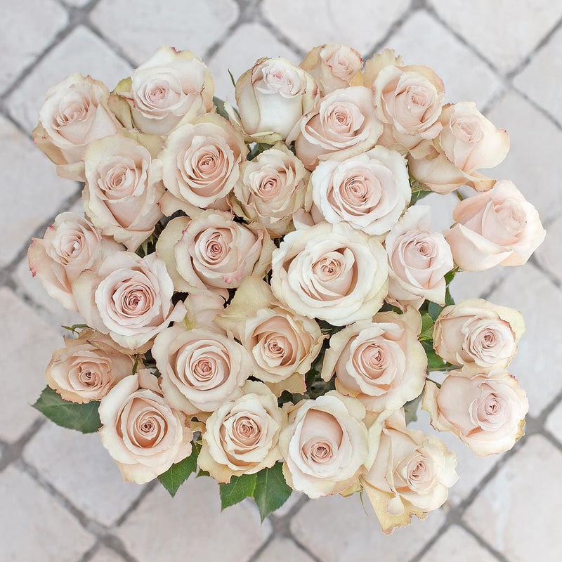 Quicksand Novelty Wedding Rose - Cream Beige Blush
