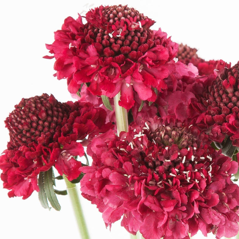 Buy Online High quality and Fresh Raspberry Scoop Scabiosa - Greenchoice Flowers