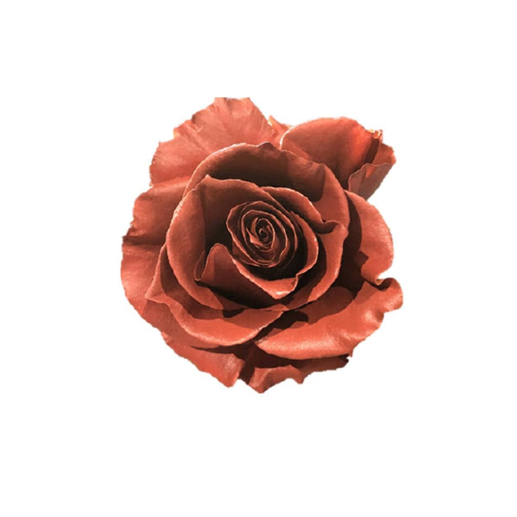 Buy Online High quality and Fresh Rose Tinted Mondial Light Brown - Greenchoice Flowers