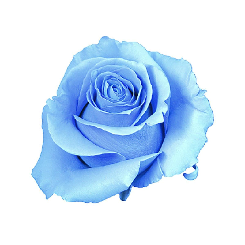 Buy Online High quality and Fresh Rose Tinted Paint Mondial Light Blue - Greenchoice Flowers