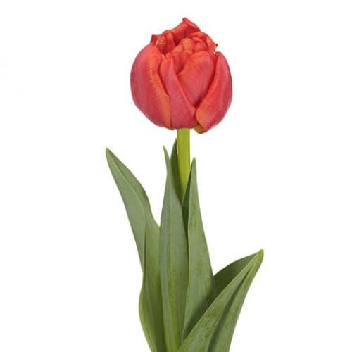 Buy Online High quality and Fresh Tulip Double Andante Orange - Greenchoice Flowers
