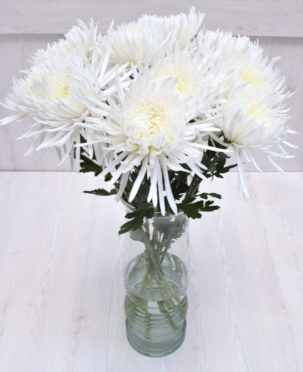 spider mums plants for sale White Spider Mums – Greenchoice Flowers