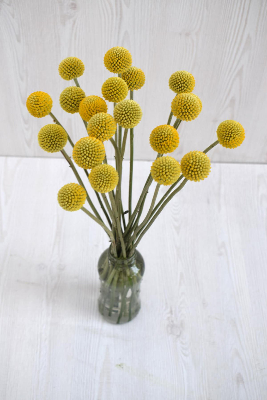 Yellow Craspedia Billy Balls