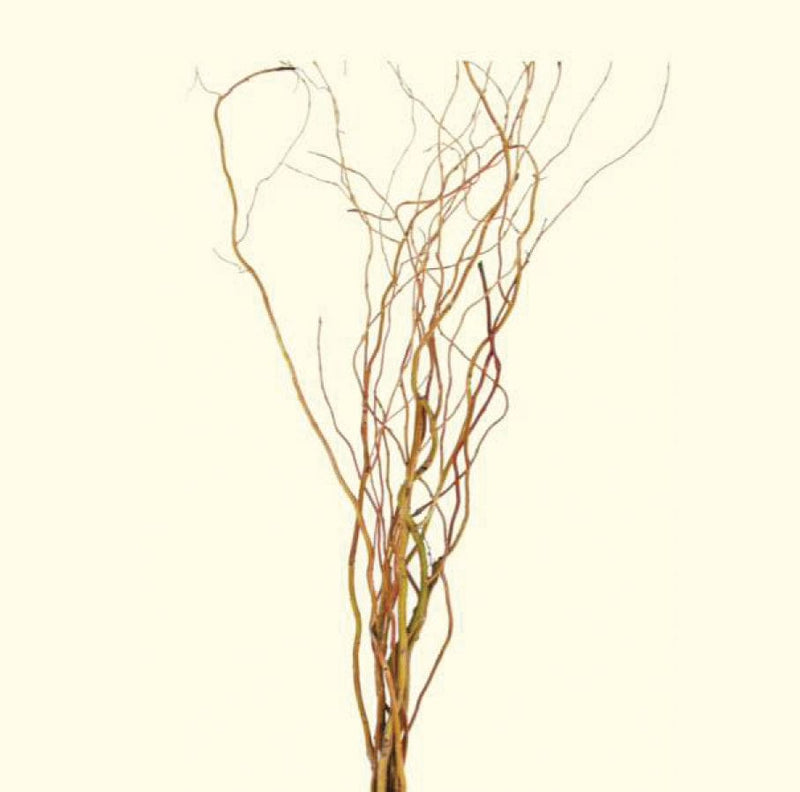Fresh cut Curly Willow Branches 5 feet tall (4) branch set
