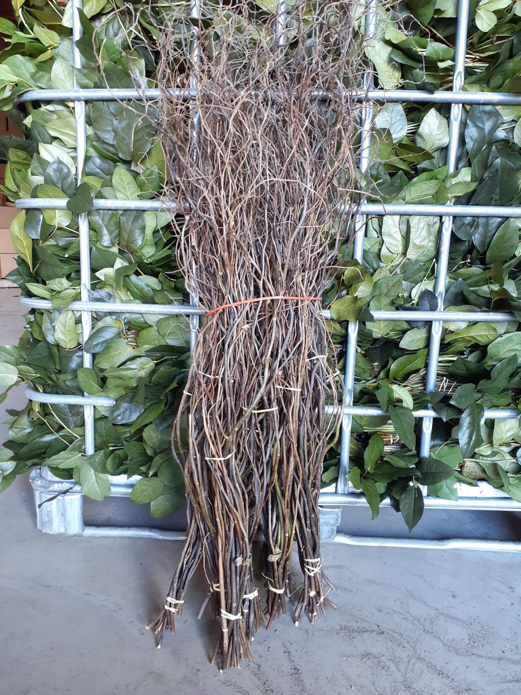 Curly Willow Natural Oregon Dried Filler – Greenchoice Flowers
