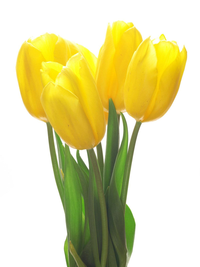 Tulip Yellow Wedding Flower
