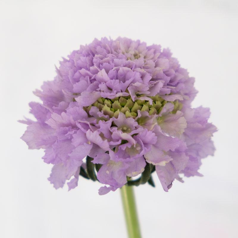 Buy Online High quality and Fresh Focal Scabiosa Lilac - Greenchoice Flowers
