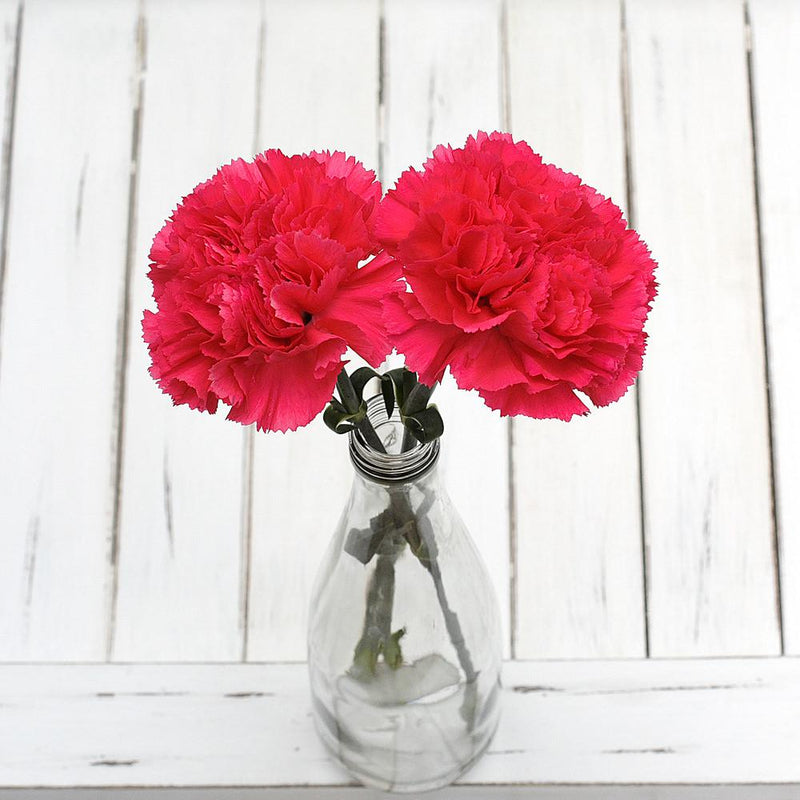Buy Online High quality and Fresh Hot Pink Carnation - Greenchoice Flowers