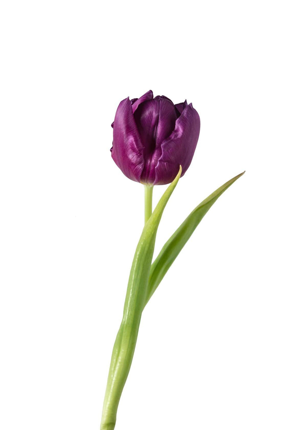Tulip Purple Wedding Flower