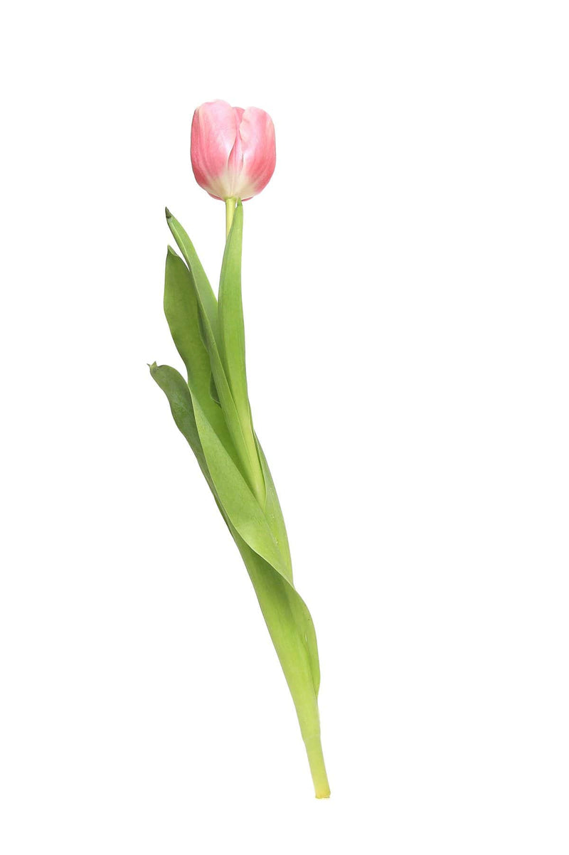 Tulip Pink Wedding Flower
