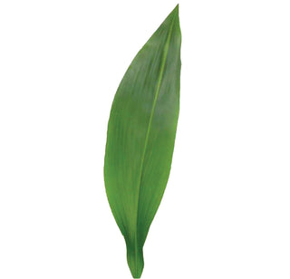 Aspidistra D