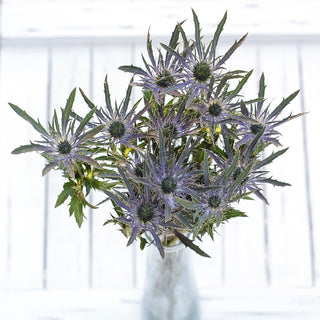 Eryngium D