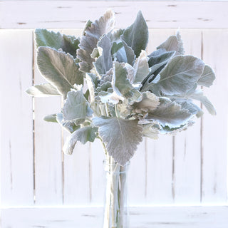 Dusty Miller D