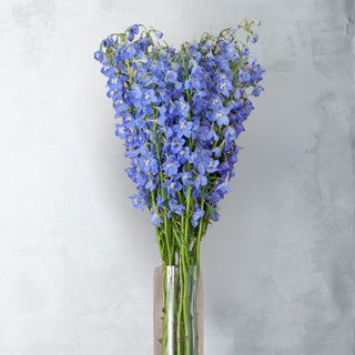 Delphinium