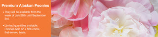 Premium Alaskan Peonies