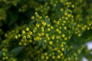 Solidago byb