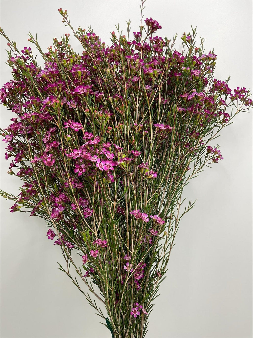 Purple Wax Filler Flower Events & Weddings Bulk (Fresh Cut)