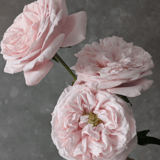 Yuyi Gardens Garden Rose – Wholesale Premium Roses