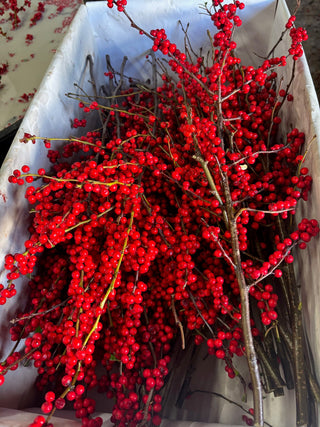Red Ilex Berries – 40cm, 10-Stem Bunches (16-Bunch Box, Sleeved)