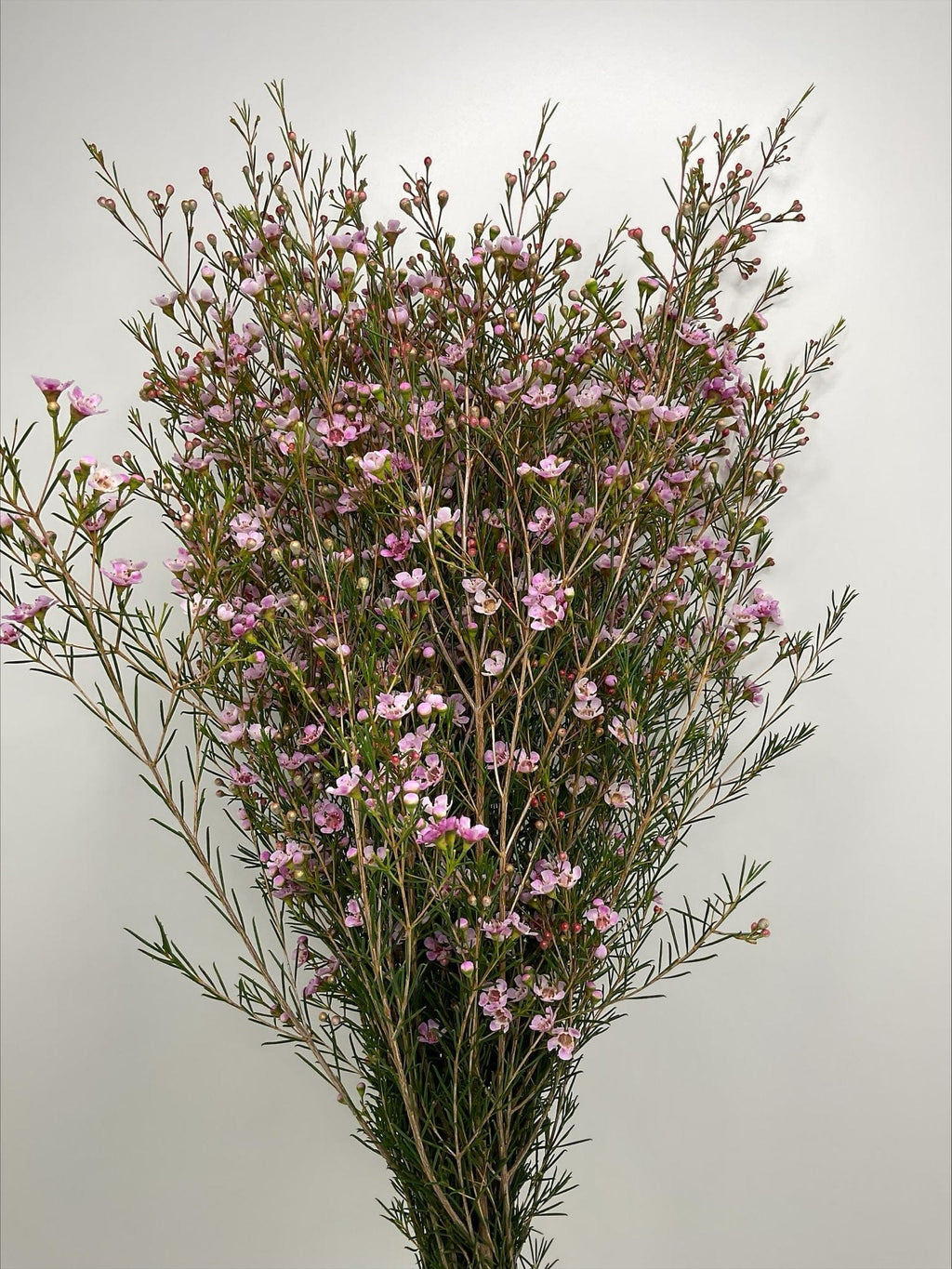 Vista Pink Wax Filler Flower Events & Weddings Bulk (Fresh Cut)