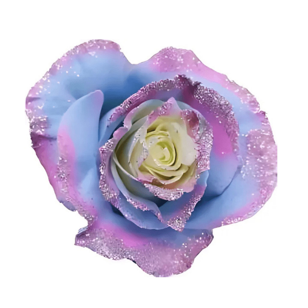 Frosting Baby Blue Pink Edge Rose Tinted (Fresh Cut) – Greenchoice Flowers