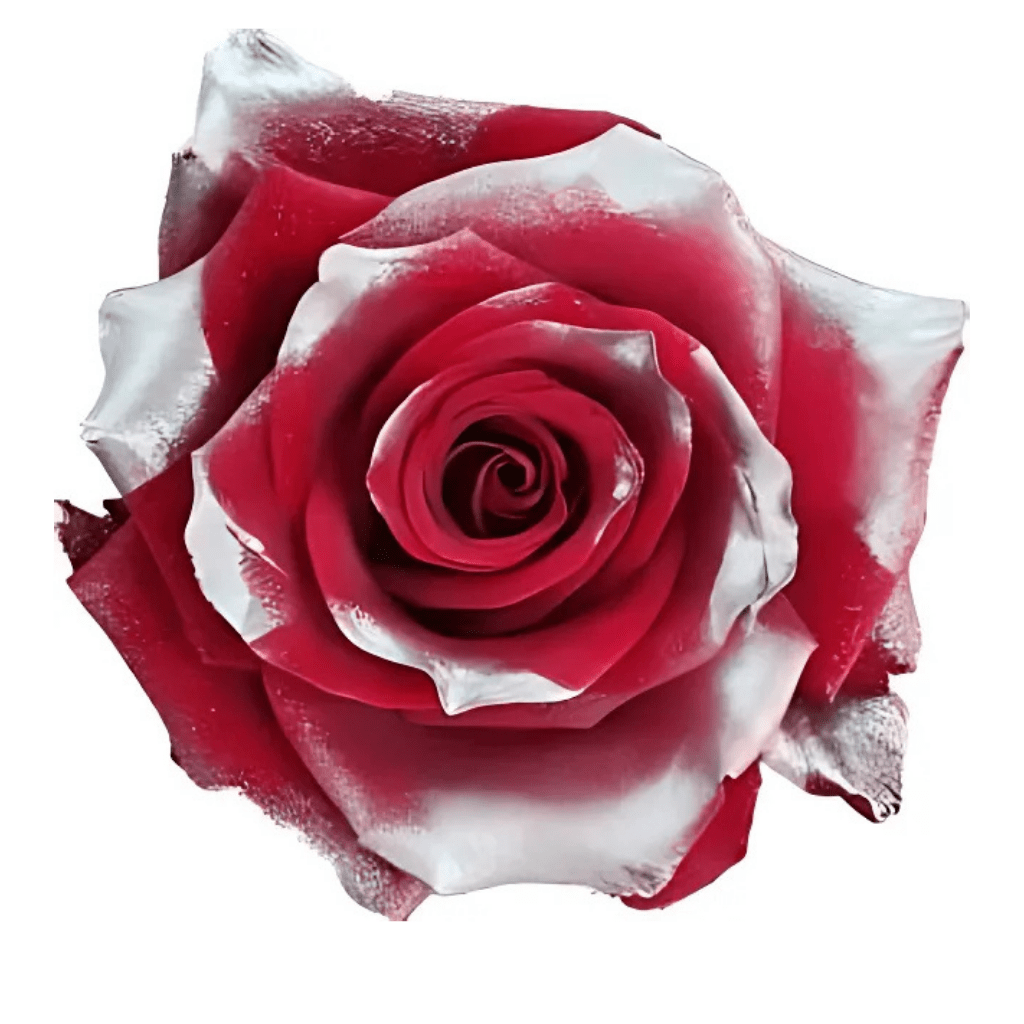 Silver Red Rose Tinted (Fresh Cut) – Greenchoice Flowers
