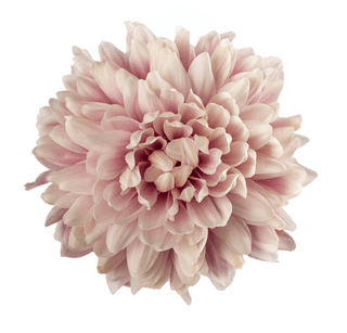 Pink Mums Wedding Cremon (Fresh Cut )