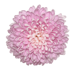 Pink Wedding Football Mums (Fresh Cut)