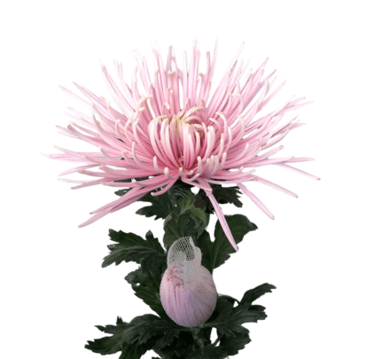 where to buy spider mums plants Pink Wedding Spider Mums (Fresh Cut ) – Greenchoice Flowers