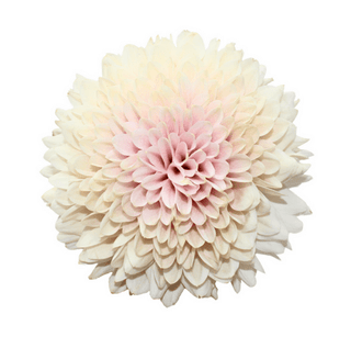 Light  Pink Mums Wedding Cremon (Fresh Cut )