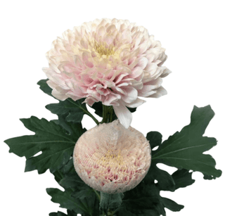 Light  Pink Mums Wedding Cremon (Fresh Cut )