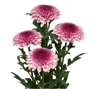 Pink Mums Wedding Disbud Ball (Fresh Cut )