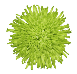 Green Wedding Spider Mums (Fresh Cut )