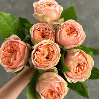 Sweet Catalina Spray Premium Spray Rose – Fresh Cut Stems