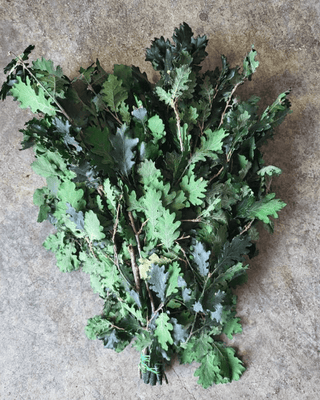 Oak Leaves Green Italy Natural (Preserved Fall Foliage)