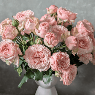 Celia Premium Spray Rose – Fresh Cut Stems