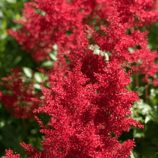 Wholesale Red Astilbe – Wedding & Event Flowers, 60 cm