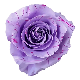 Lavender Picasso Rose Tinted (Fresh Cut)