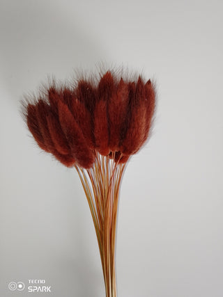 Bunny Tails Dried Natural Preserved