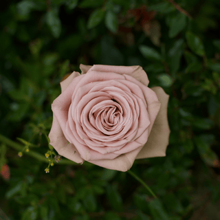 Mocca Rose Fresh Cut – Premium Farm Direct Roses