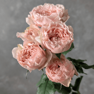 Celia Premium Spray Rose – Fresh Cut Stems