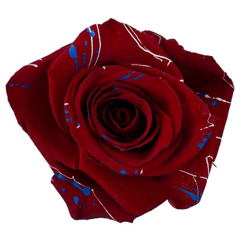 Freedom Stars Tinted Patriotic Rose (Fourth of July)